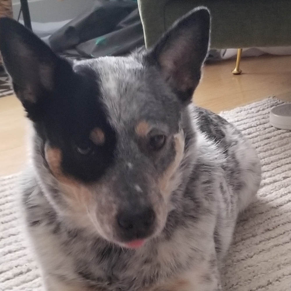 Meet your Posher, ella